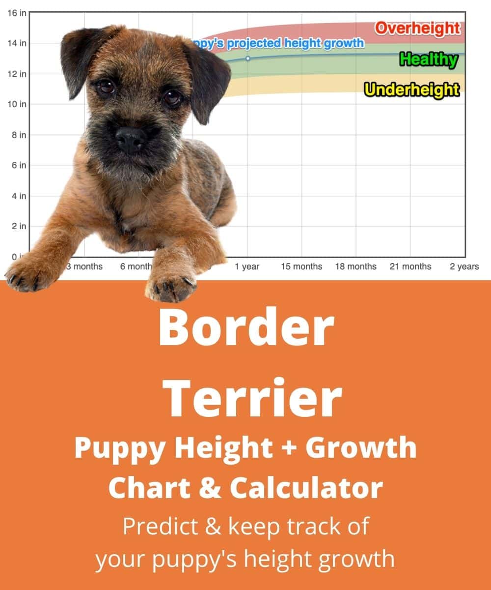 border-terrier Puppy height Growth Chart